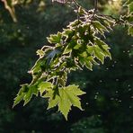 ZÄRTLICHER  TANZ IM FLITTERLICHT.....