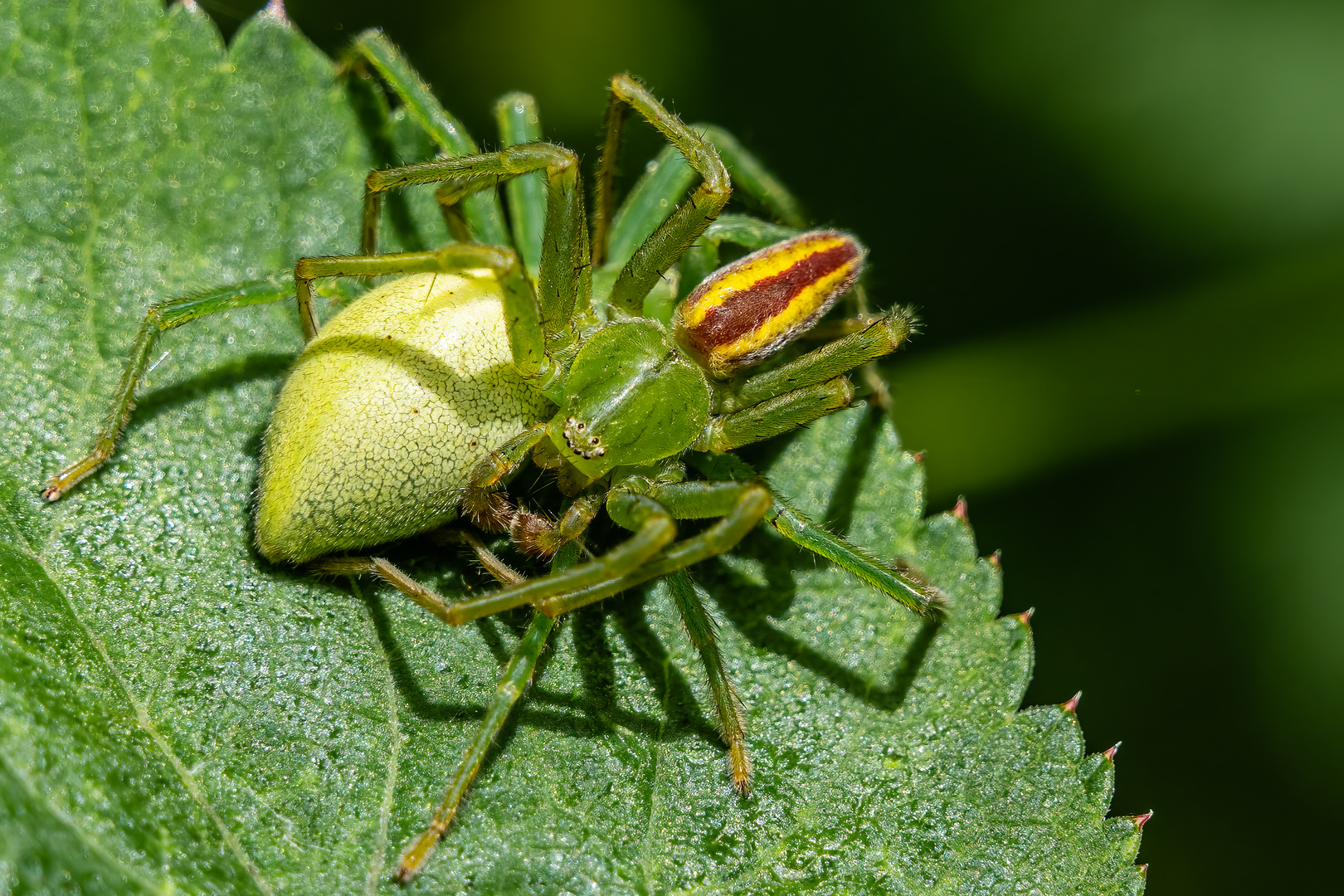 Zärtliches Liebesspiel der Huschspinnen