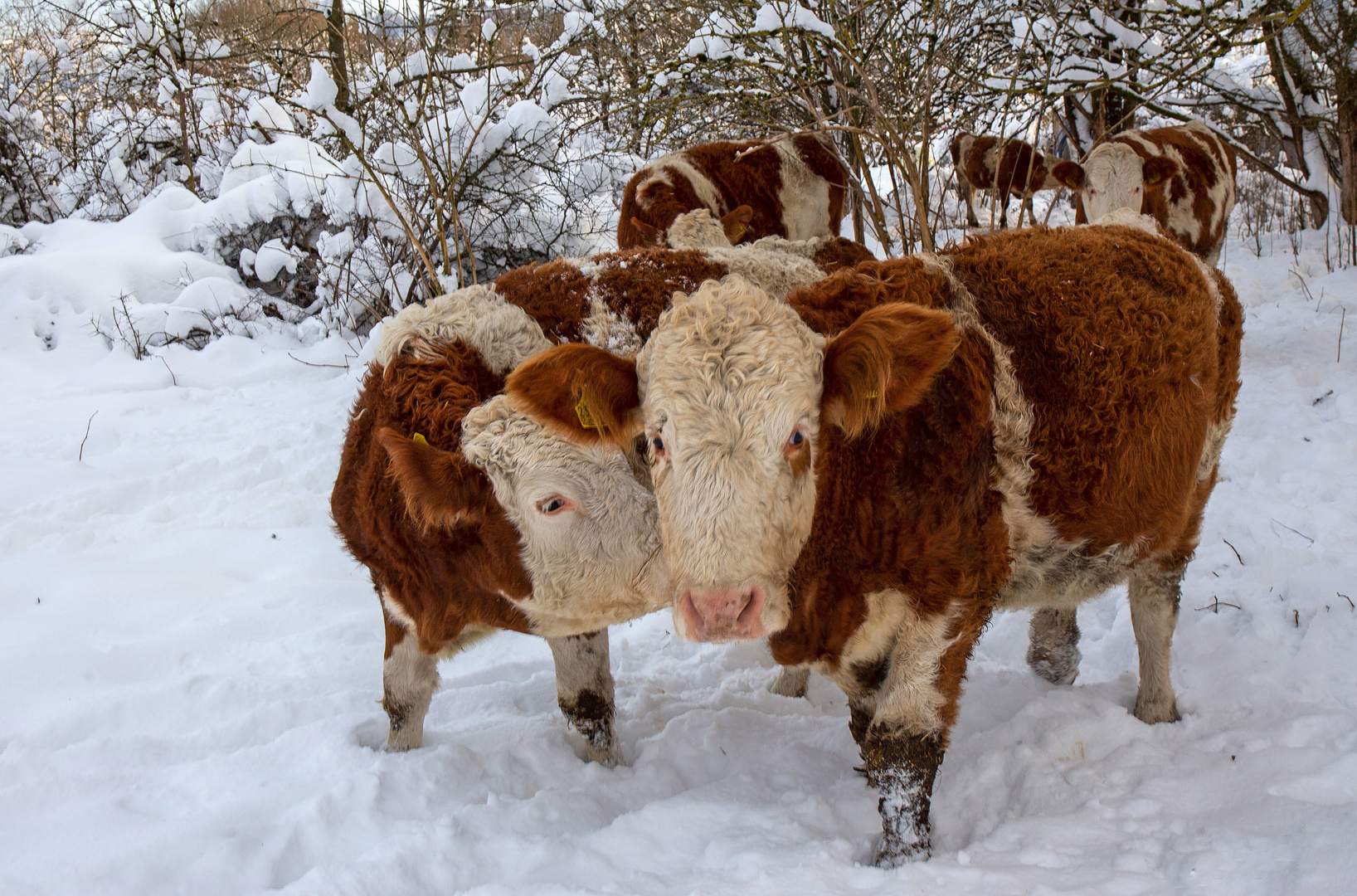 zärtliches Nasenstupsen: Weidekühe in der Rhön im Winter