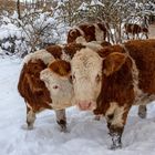 zärtliches Nasenstupsen: Weidekühe in der Rhön im Winter