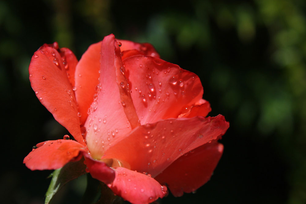 Zärtlichkeit der Rose