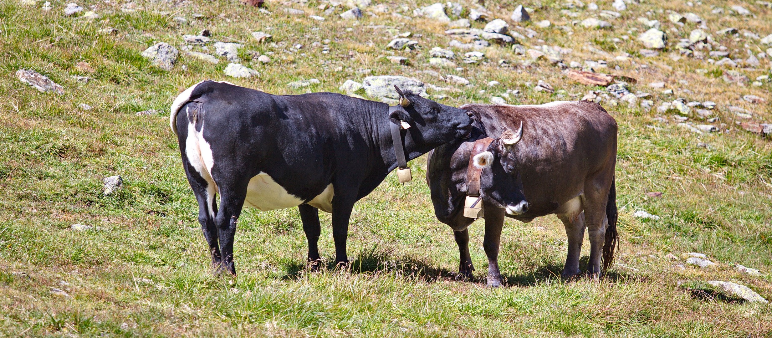 Zärtlichkeiten auf der Alm