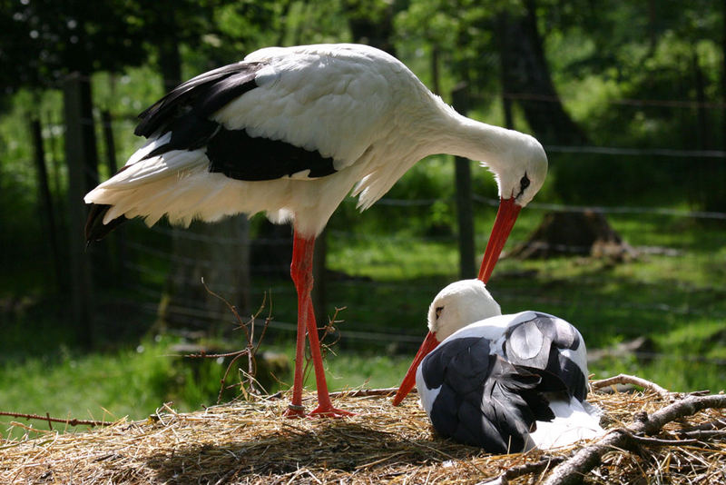 Zärtlichkeiten austauschen