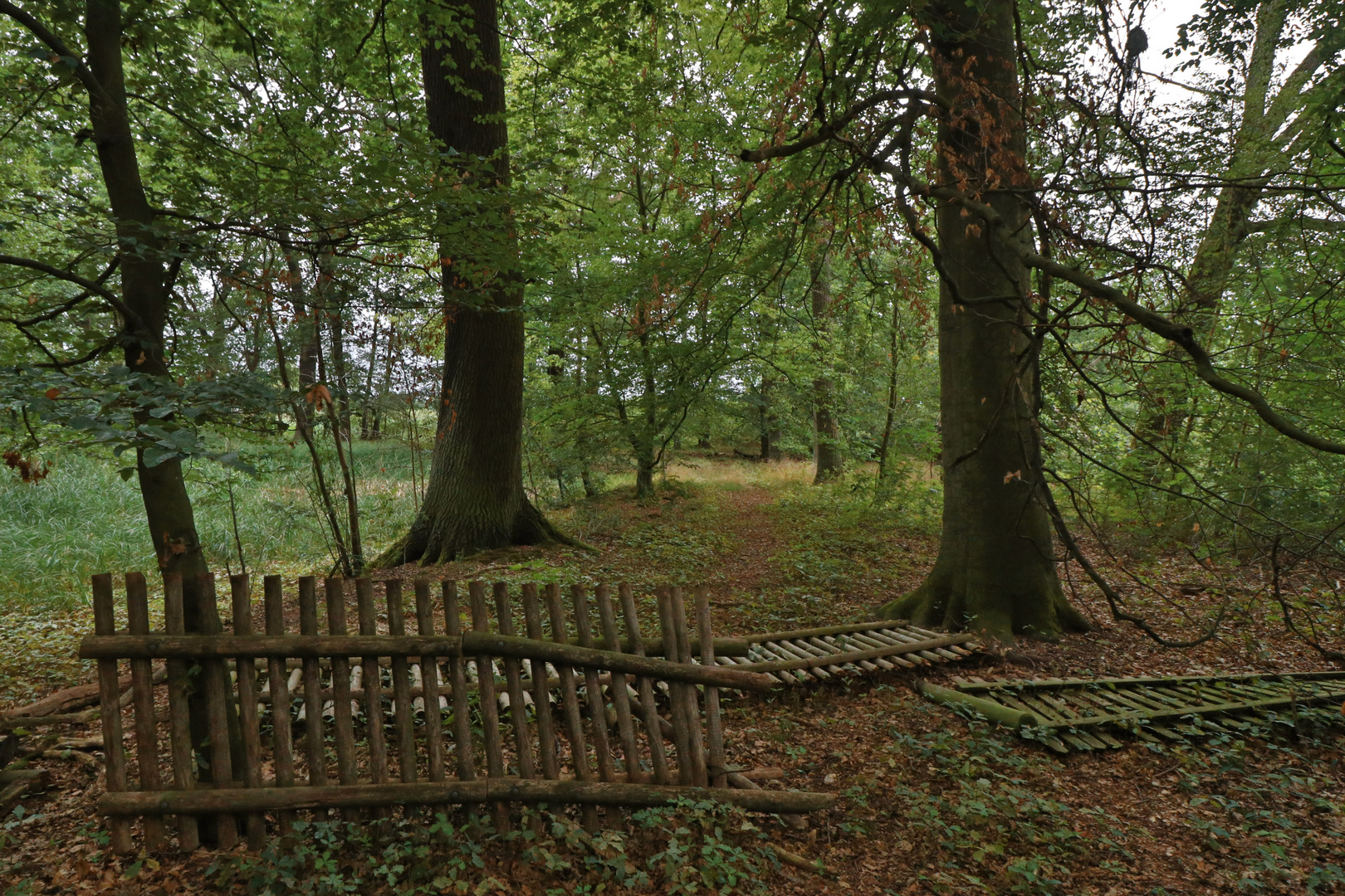 Zäune im Wald