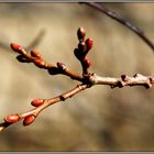 zaghaft bilden sich die ersten Knospen