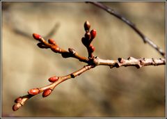 zaghaft bilden sich die ersten Knospen