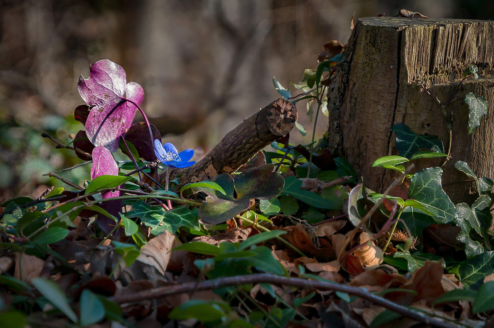 zaghaft klopft der Frühling an