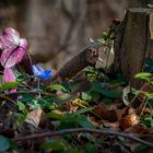 zaghaft klopft der Frühling an