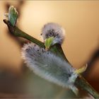 zaghaft kommt der Frühling...