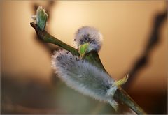 zaghaft kommt der Frühling...