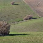 zaghaft spriesst der Winterweizen