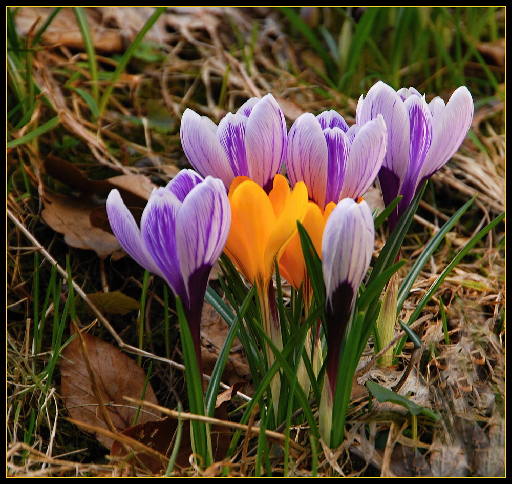 Zaghaft zeigen sich die ersten Frühlingsboten