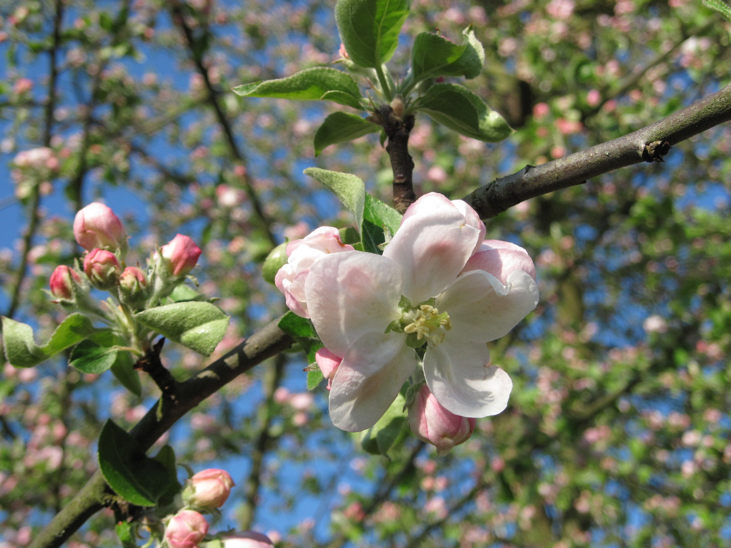 Zaghafte Apfelblüte