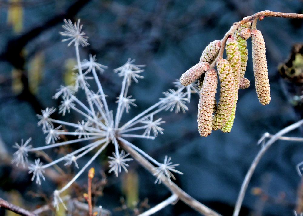 Zaghafter Frühling