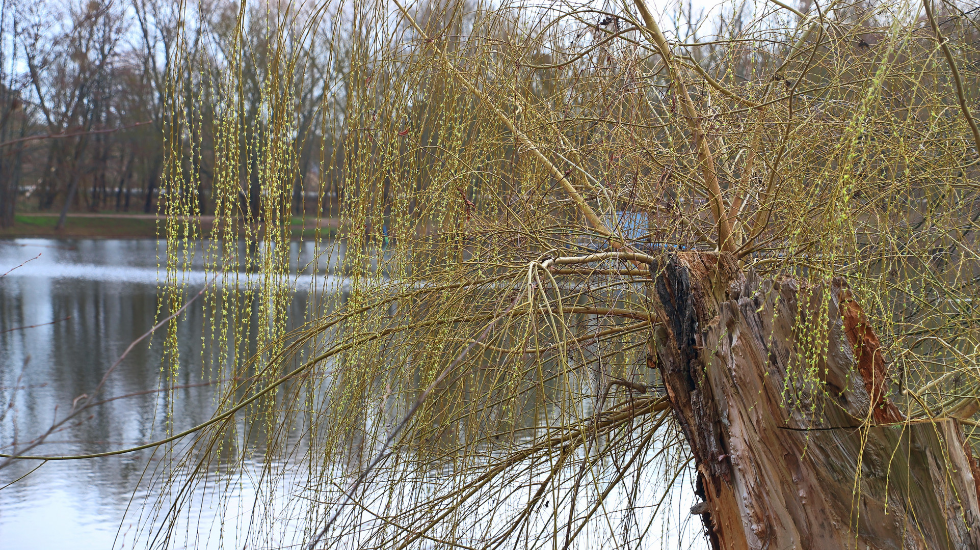 Zaghaftes Erwachen der Natur