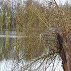 Zaghaftes Erwachen der Natur