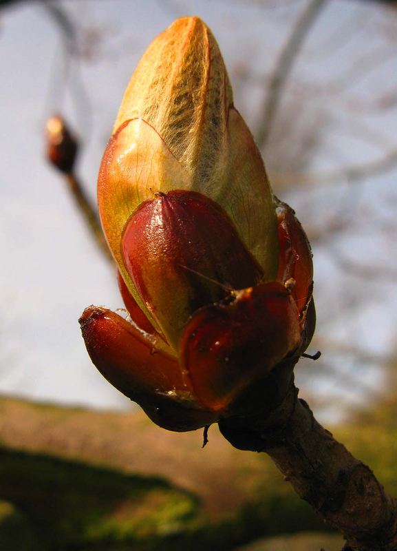 Zaghaftes Erwachen der Natur.... hier eine Kastanienknospe. Anfang April 2007