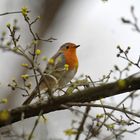 zaghaftes Frühlingserwachen der Natur und der Tiere