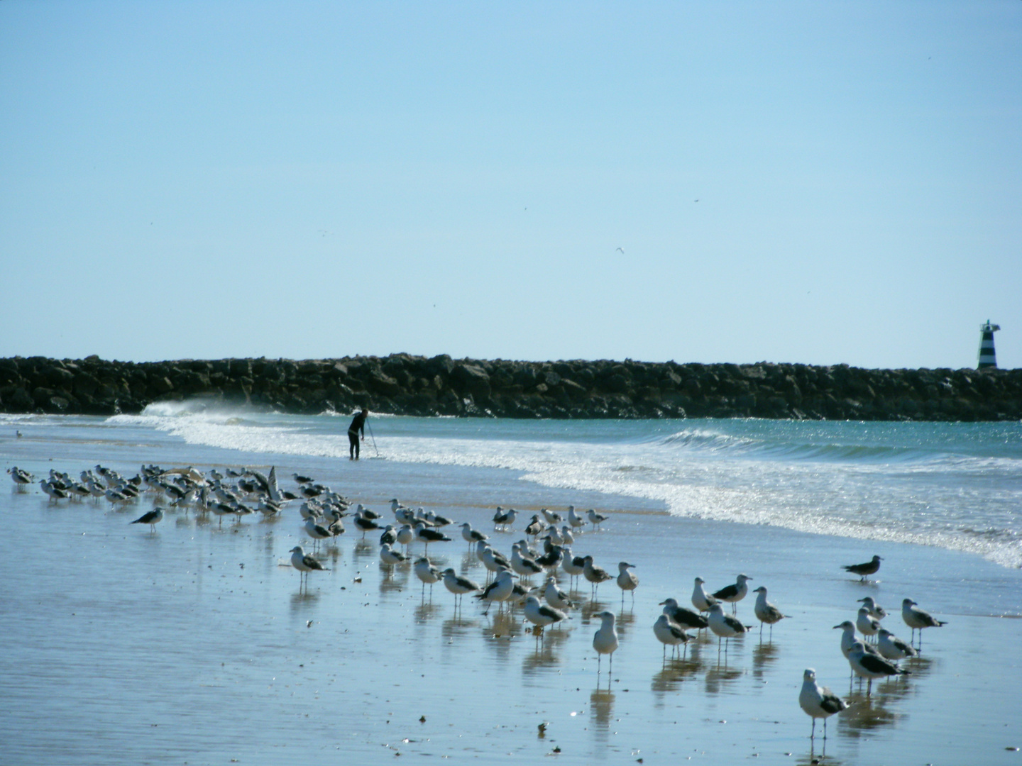 zahara de los atunes,(descanso de gaviotas á la aurilla del mar)