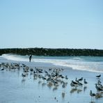 zahara de los atunes,(descanso de gaviotas á la aurilla del mar)