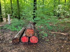 Zahl Tag im Wald