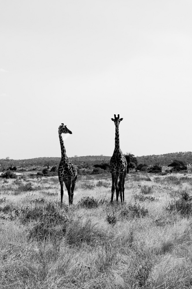 Zahlen Giraffen GEZ gebühren?