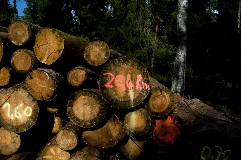 Zahlen im Wald