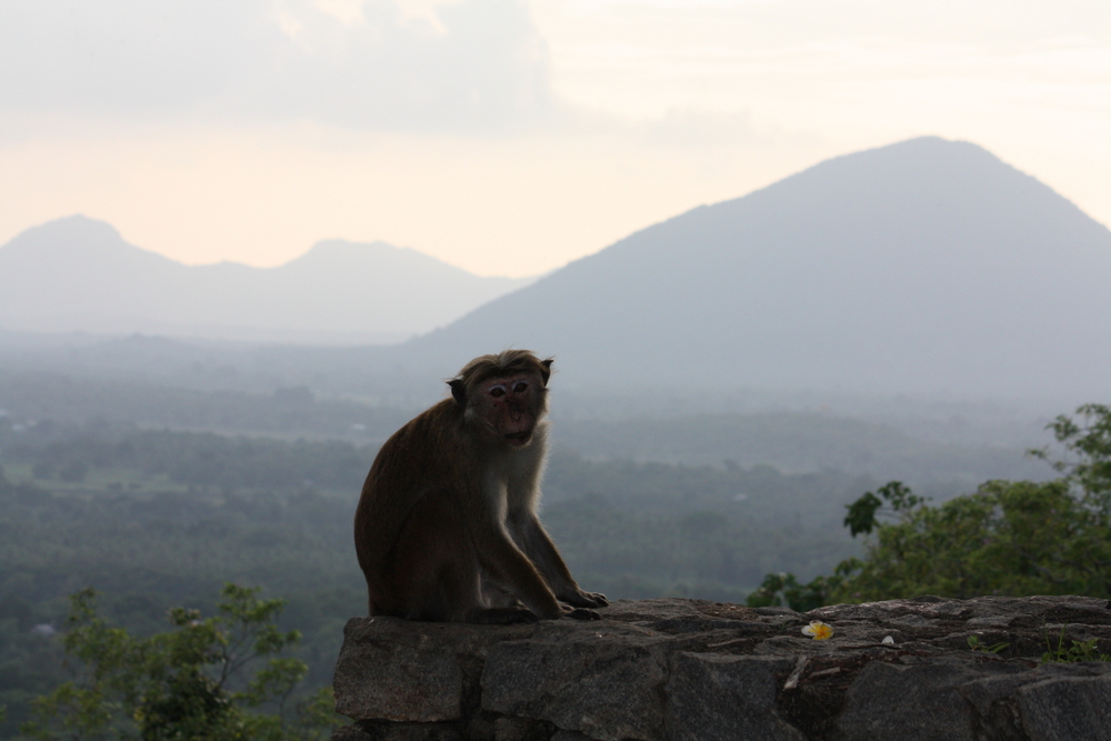 zahlreiche Affen gibt es auf Sri Lanka...