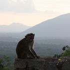 zahlreiche Affen gibt es auf Sri Lanka...