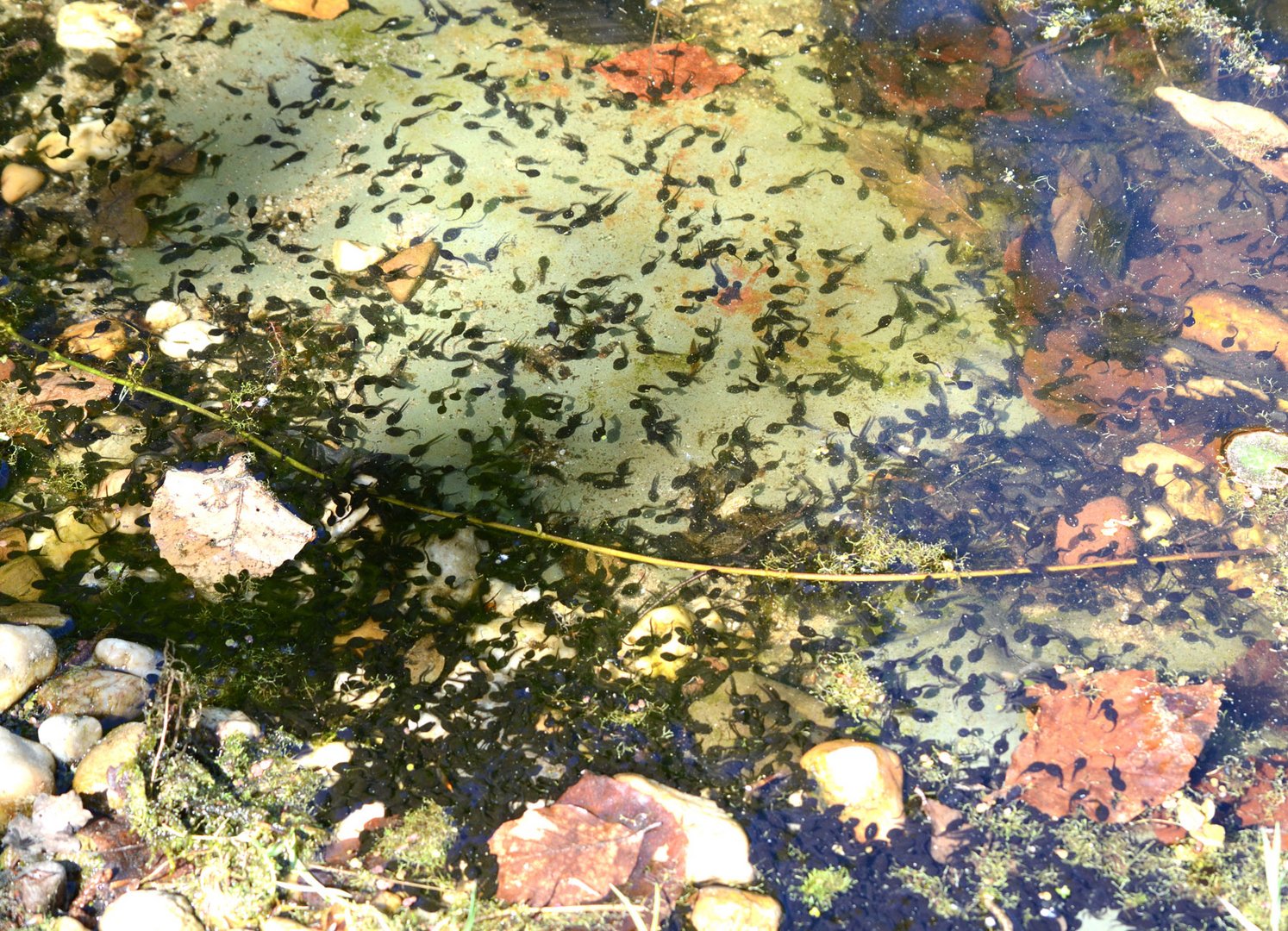  Zahlreiches neues Leben in meinem Gartenteich