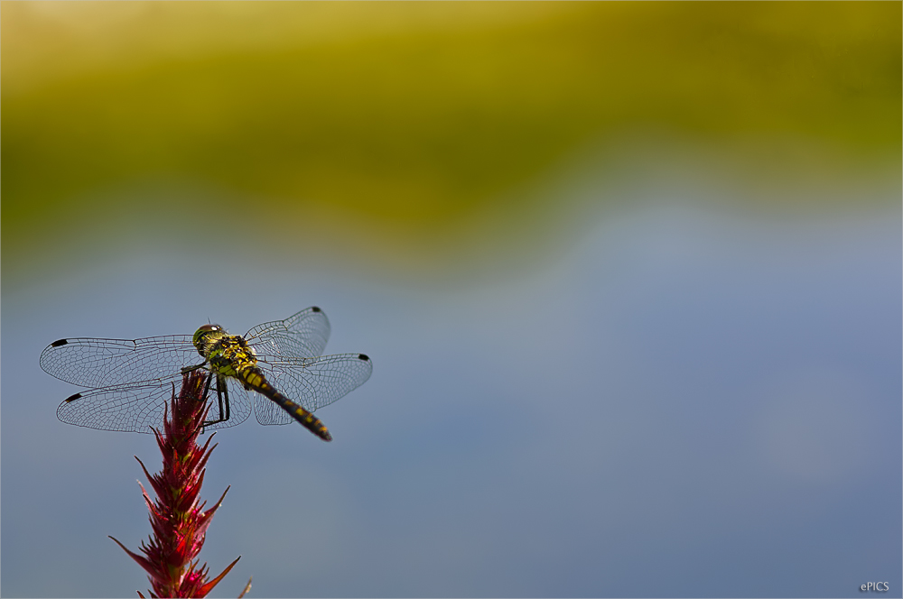 Zahme Libelle