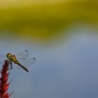 Zahme Libelle