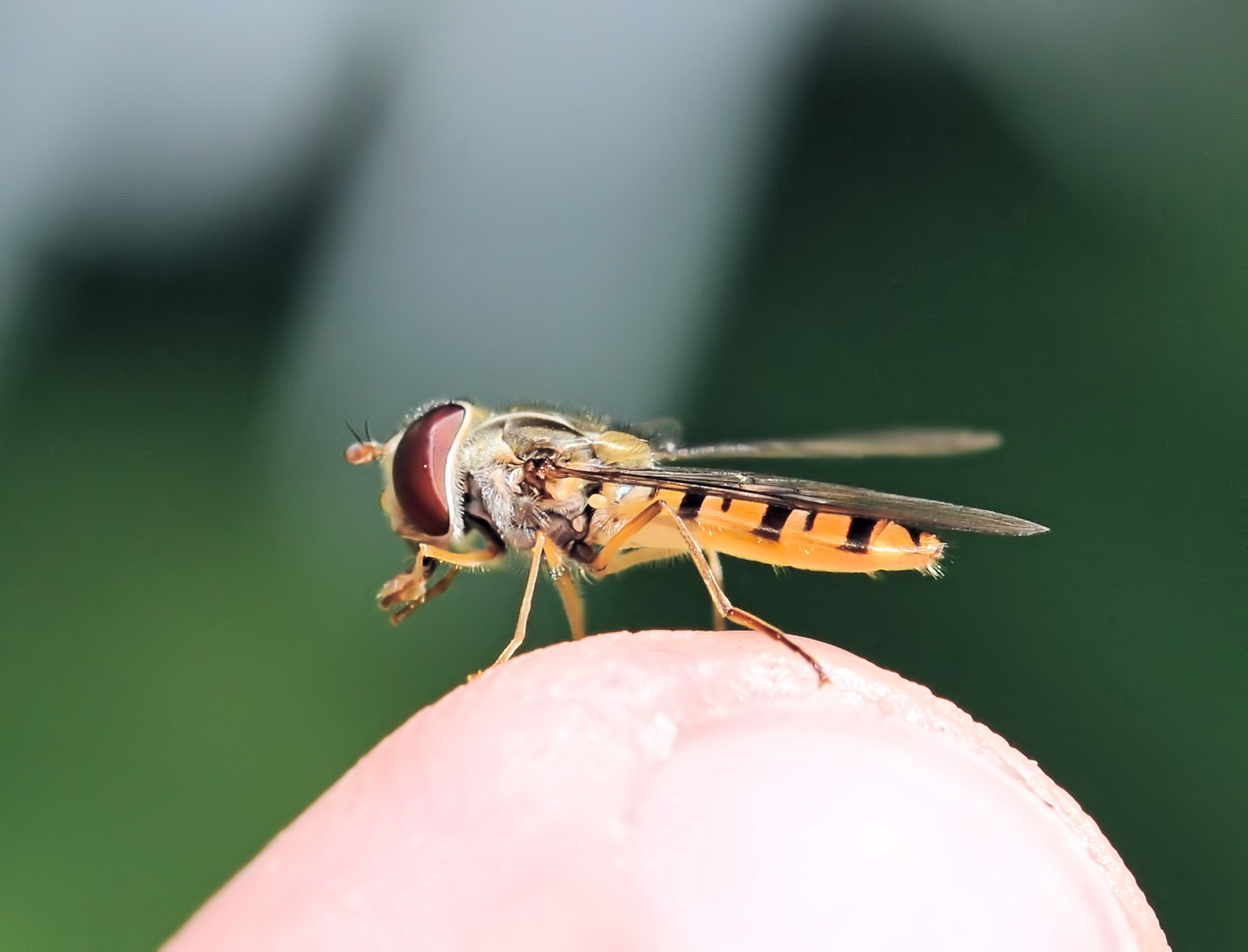 Zahme Schwebfliege?