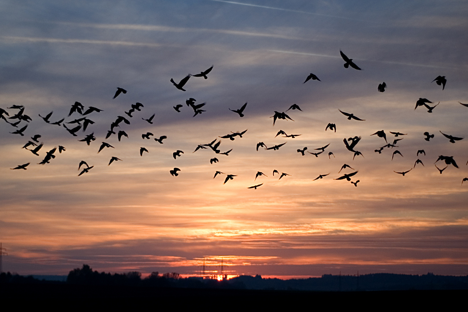 „Zahme Vögel singen von Freiheit, wilde Vögel fliegen!“