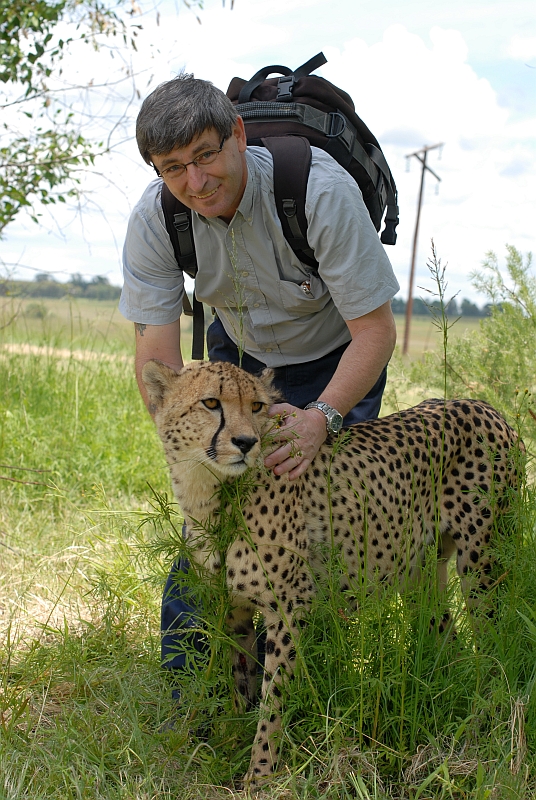 Zahmer Gepard