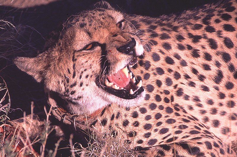 zahmer Gepard - - oder doch nicht?