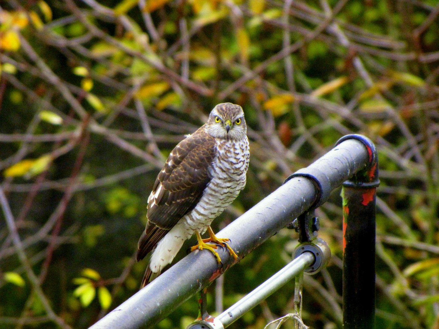 zahmer Greifvogel 2