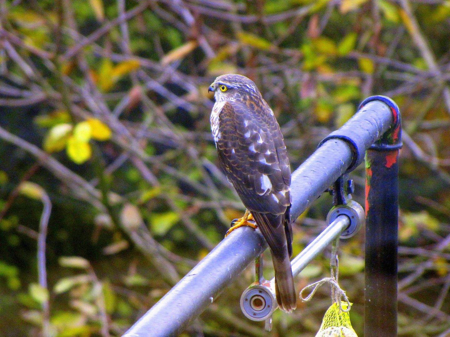 zahmer Greifvogel