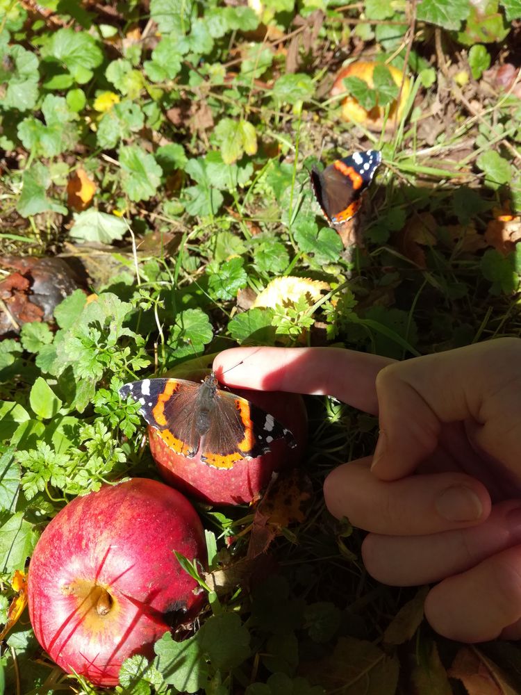 Zahmer Schmetterling.