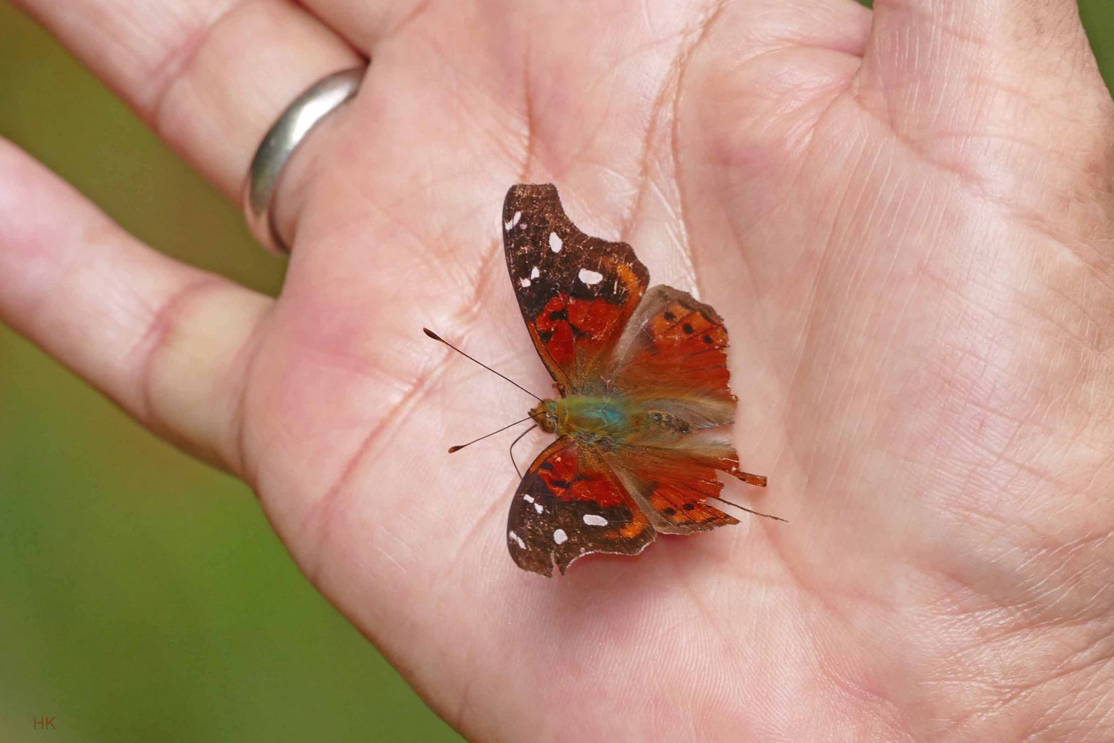 Zahmer Schmetterling