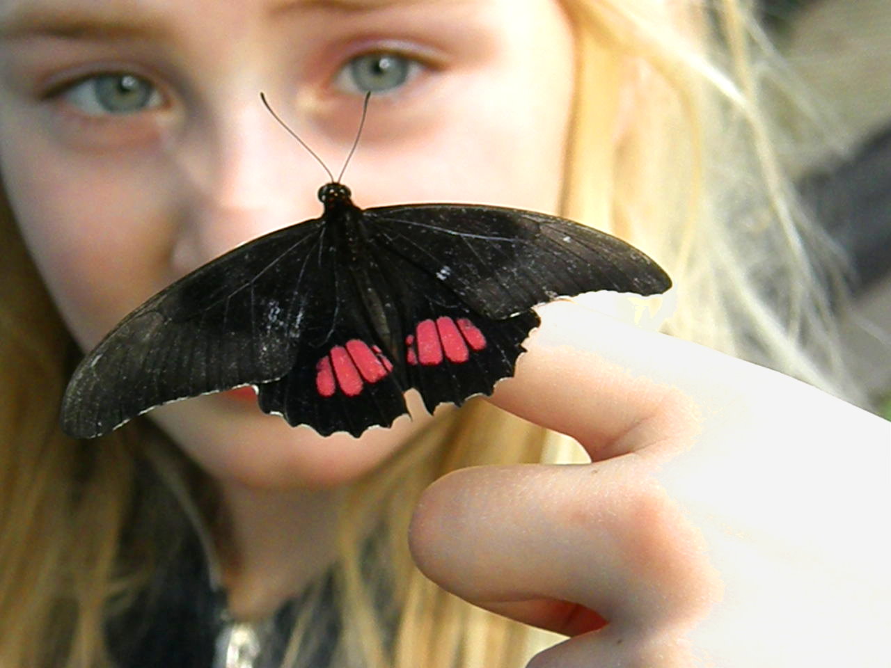 Zahmer Schmetterling