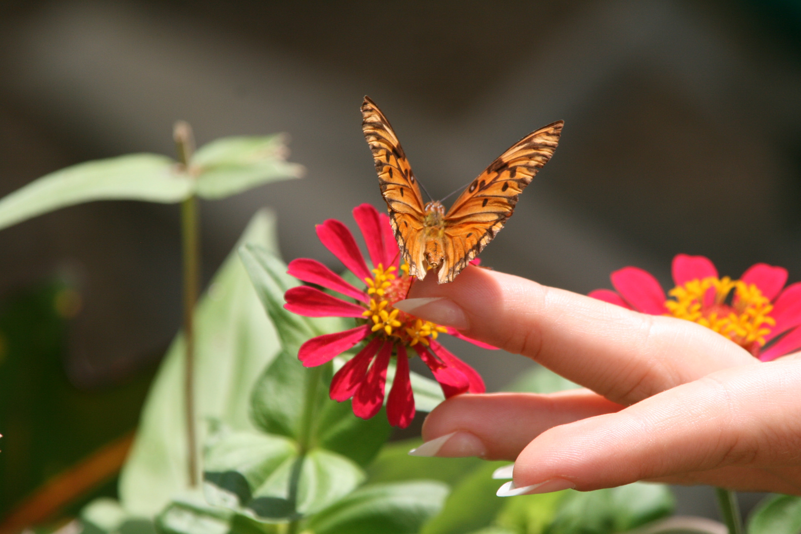 zahmer Schmetterling