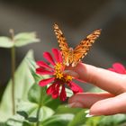 zahmer Schmetterling