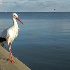 Zahmer Storch auf der Kurischen Nehrung