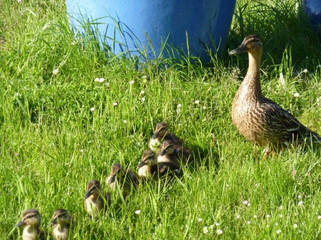 "zahmer" Wildenten Nachwuchs