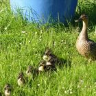 "zahmer" Wildenten Nachwuchs