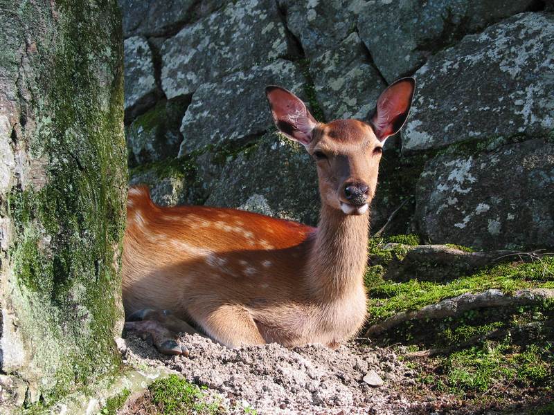 Zahmes Reh auf Miyajima / Japan