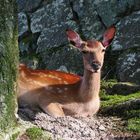 Zahmes Reh auf Miyajima / Japan