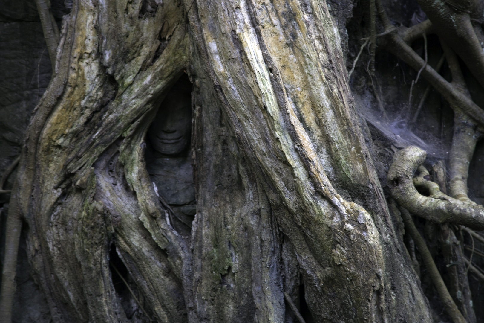 Zahn der Zeit, Angkor, petit circuit, Ta Prohm Tempel, Kambodscha