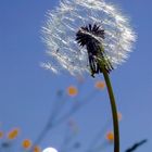 Zahn des Löwen - Dandelion - Dent de lion